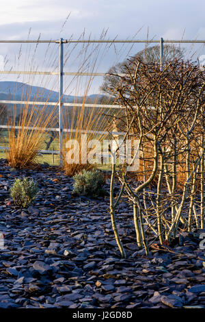 Sonnigen Winter Nahaufnahme von schönen privaten Garten Ecke, Yorkshire, England, UK - krautige Grenze, Schiefer Splitt, Pflanzen & Ziergräser. Stockfoto