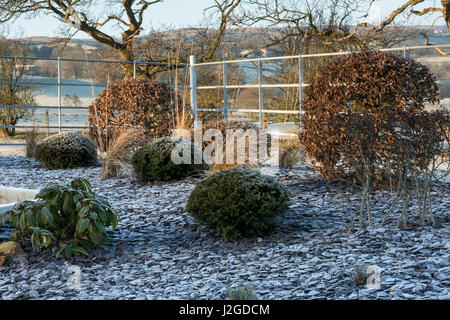 Winter frostig Blick auf kleine Ecke einen Privatgarten, Yorkshire, England, UK - krautige Grenze mit Schiefer Splitt, Pflanzen & topiary Sträuche. Stockfoto