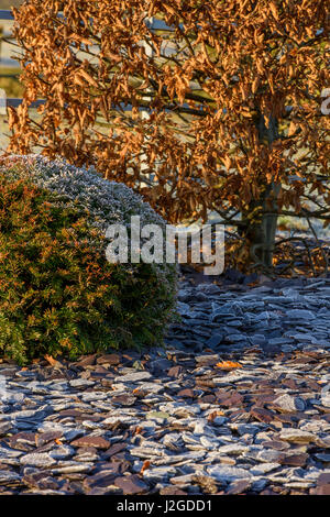 Winter, close-up der Frost auf Schiefer Splitt & auf krautige Pflanzen säumen (abgeschnittene Eibe Kugel & Hainbuche) - Privatgarten, Yorkshire, England, UK. Stockfoto