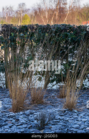 Winter frostig Nahaufnahme der Privatgarten mit stilvollem, zeitgenössischem Design, Schiefer Splitt & hohen wispy Gräsern - Yorkshire, England, UK. Stockfoto