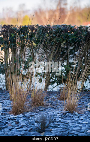 Winter frostig Nahaufnahme der Privatgarten mit stilvollem, zeitgenössischem Design, Schiefer Splitt & hohen wispy Gräsern - Yorkshire, England, UK. Stockfoto