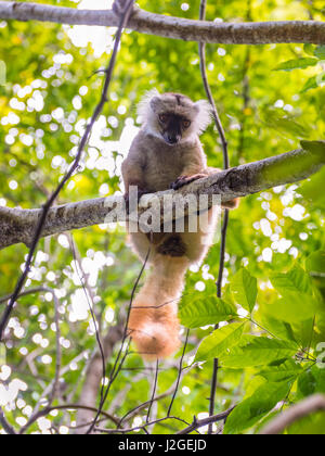 Lemur in ihrem natürlichen Lebensraum, strenges Naturreservat Lokobe in Nosy Be, Madagaskar, Afrika Stockfoto