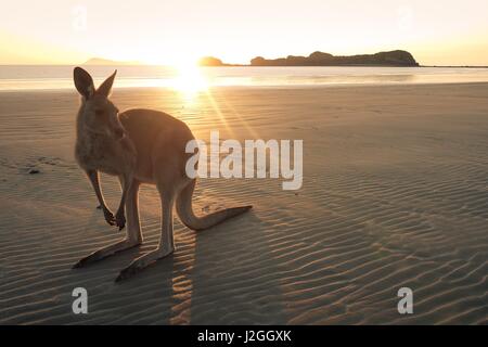 Wallaby in Cape Hillsborough in Queensland Stockfoto