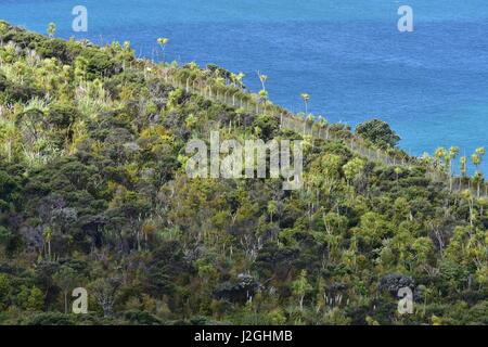 Küstenwald mit vorherrschenden Kohl Bäume auf der Nordinsel in Neuseeland. Stockfoto