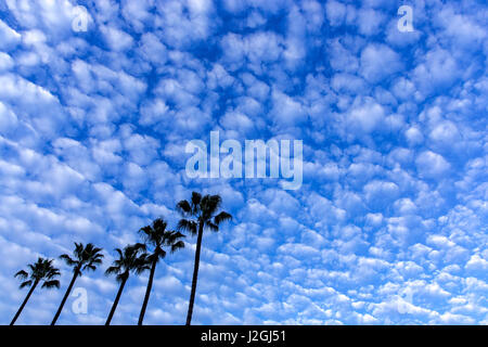 Palmen, die Silhouette gegen geschwollene Wolken in San Diego, Kalifornien, USA Stockfoto