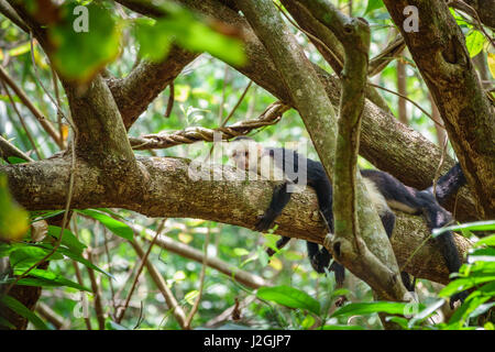 Ein paar weiße konfrontiert Kapuziner auf einem Ast, Costa Rica. Stockfoto