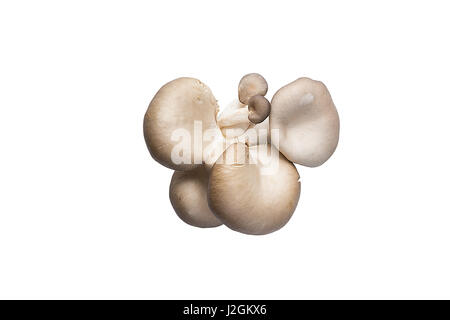 Ganze Champignons auf weißen Draufsicht isoliert. Austernpilze Stockfoto