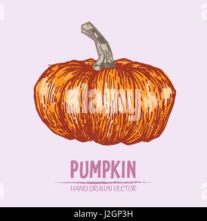 Digitale Vektor Farbe detaillierte Kürbis handgezeichnete Retro-Abbildung Sammlungssatz. Dünne lineare Kunststift Gliederung. Vintage Tinte flachen Stil, engra Stock Vektor