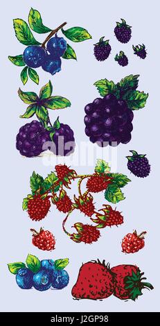 Digitale Vektor Farbe detaillierte handgezeichnete Retro-Abbildung Sammlung Fruchtansatz. Dünne lineare Kunststift Gliederung. Vintage Tinte flachen Stil, Gravieren Stock Vektor