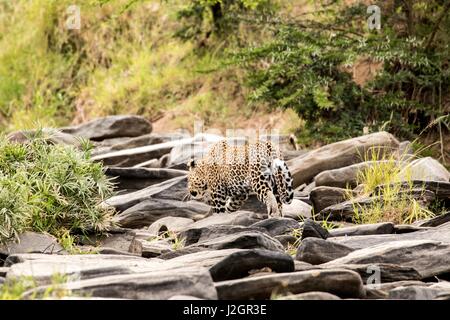 Schöne afrikanische Tierwelt Stockfoto