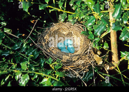 American Robin (Turdus Migratorius) Nest mit 4 Eiern in Stechpalme Bush, Marion, IL Stockfoto