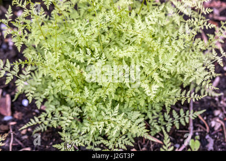 Cystopteris Protrusa, Tiefland Blase Farn, Tiefland spröde Farn oder Tiefland fragile Farn Stockfoto