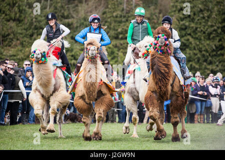 BURNHAM MARKET, NORFOLK/ENGLAND - 15. April 2017: Burnham Market International Horse Trials 2017 Kamele event Stockfoto