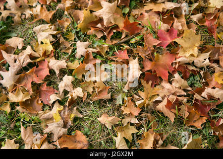 Pittsburg, PA. USA. Fallen Sie auf dem Bauernhof. Stockfoto