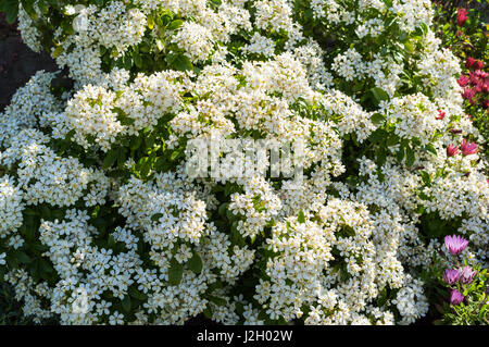 Choisya Ternata. Mexikanische Orangenblüte. Stockfoto