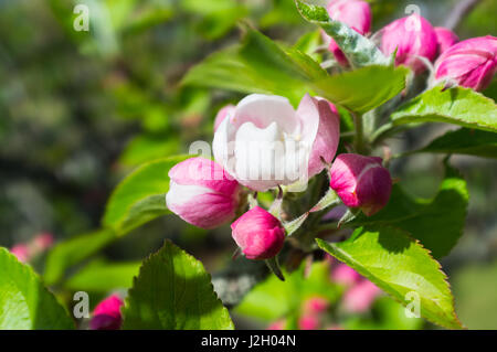 Apfelblüte und Knospen auf einem Apfelbaum im Frühjahr. Stockfoto