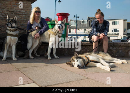 Zwei Frauen und ihre Husky Hunde heraus für einen Spaziergang entlang der Strandpromenade Teignmouth. Die Hunde nehmen eine Pause in der Sonne zusammen mit ihren Besitzern. Stockfoto