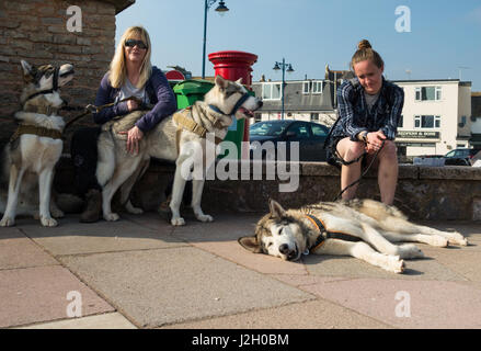 Zwei Frauen und ihre Husky Hunde heraus für einen Spaziergang entlang der Strandpromenade Teignmouth. Die Hunde nehmen eine Pause in der Sonne zusammen mit ihren Besitzern. Stockfoto