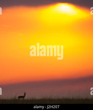 Atemberaubenden Sonnenuntergang in Serengeti Nationalpark. Tansania. Ausgezeichnete Darstellung. Stockfoto