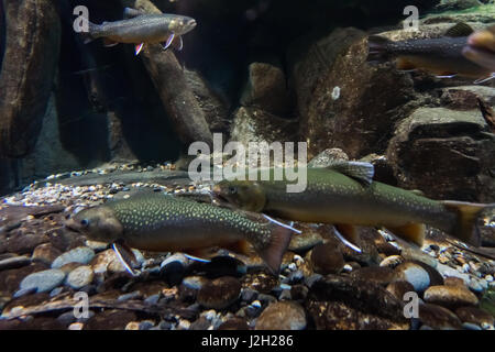 Unterwasserbilder der Meerforelle. Bachsaibling Stockfoto