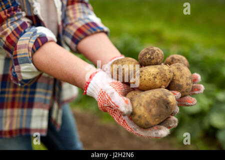 Landwirt Hände halten Kartoffeln auf Bauernhof Stockfoto