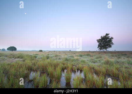 Mond über Marsh in der Morgendämmerung im Sommer Stockfoto