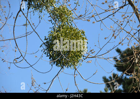 Mistel in Ästen. Stockfoto