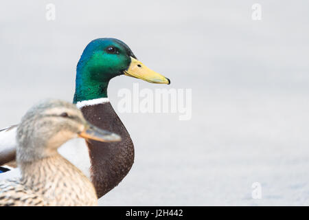 Paar von Mallard Enten Kreuzung Straße closeup Stockfoto