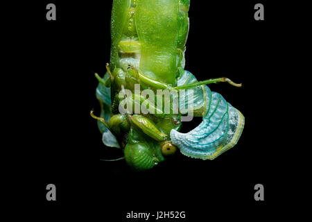 Jade Green Zikade (Dundubia Vaginata). Nahaufnahme der frisch geschlüpfte Imago hintere Bein zu artikulieren. Seine Flügel sind noch in Larven Flügel Knospen komprimiert. Stockfoto