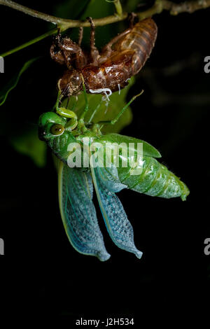 Jade Green Zikade (Dundubia Vaginata). Greifen die larvale Haut senkt es seinen Körper, wie die Flügel entfalten. Malaysien. Stockfoto