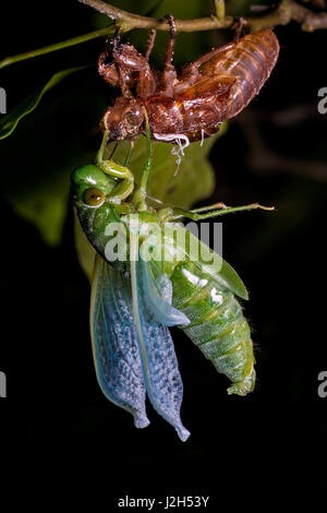 Jade Green Zikade (Dundubia Vaginata). Der Körper ist in der Position für Körperflüssigkeiten gepumpt durch die Adern der Flügel, die Flügel zu erweitern. Malaysien. Stockfoto