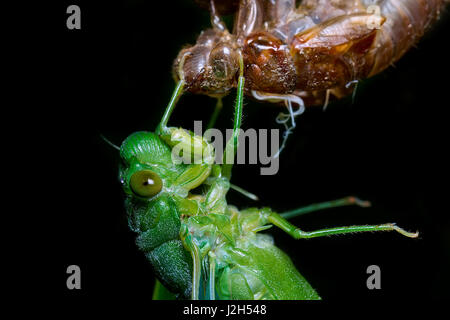 Jade Green Zikade (Dundubia Vaginata). Nahaufnahme der frisch geschlüpfte Imago der Leiter der Exuvia mit seiner Front 4 Beine greifen. Malaysien. Stockfoto