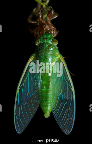 Jade Green Zikade (Dundubia Vaginata). Türkis-blaue Körperflüssigkeiten oder Hämolymphe füllen die Flügel Venen der erweiterten Flügel. Malaysien. Stockfoto