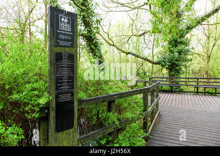 Die erhöhten Boardwalk am Zentrum Wolseley, Staffordshire Wildlife Trust HQ bei Wolseley Bridge, Rugeley, Staffordshire, England, UK Stockfoto