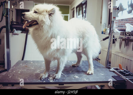 Hund an einem Trimmtisch. Trimmtisch. Samoyed Hund Stockfoto