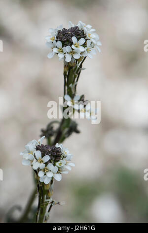 Haarige Rock Kresse, Arabis hirsuta, Surrey, Großbritannien Stockfoto