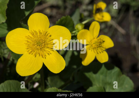 Sumpfdotterblume Caltha palustris, Kingcups,, Surrey, Großbritannien Stockfoto