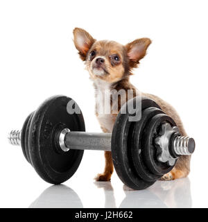 entzückende Chihuahua Welpen. Niedliche Chihuahua Hund auf einem weißen Hintergrund. Stockfoto