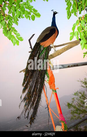 Pfau Stockfoto