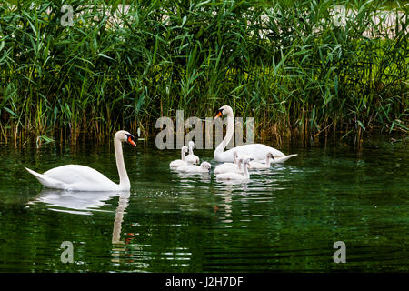 Schwan mit Küken. Höckerschwan Familie. Schöne junge Schwäne im See Stockfoto