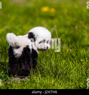 Hund neu lackiert auf Panda. präparierte Hund. Hundesalon. Stockfoto
