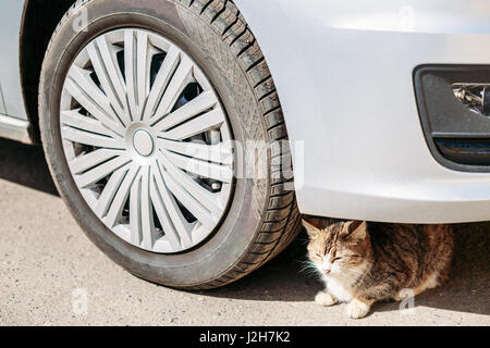 Katze sitzt gefährlich unter das Rad des Autos. Wegen der Hitze In der Stadt der vielen Katzen versteckt unter einem Auto im Schatten und setzen sich Gefahr, C Stockfoto