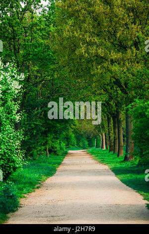 schönen grünen Wald.  Waldpark Stadtplanansicht Stockfoto