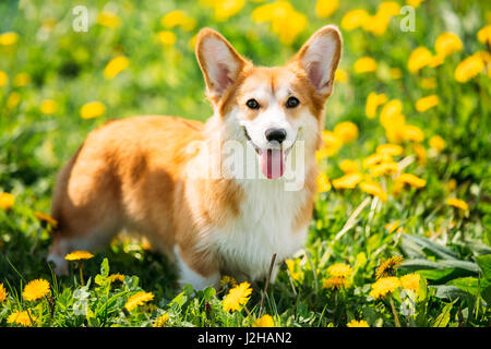 Lustige Pembroke Welsh Corgi Hund Welpen spielen im Sommer Grasgrün. Welsh Corgi ist eine kleine Art von Herding Hund, die ihren In Wales Ursprung Stockfoto