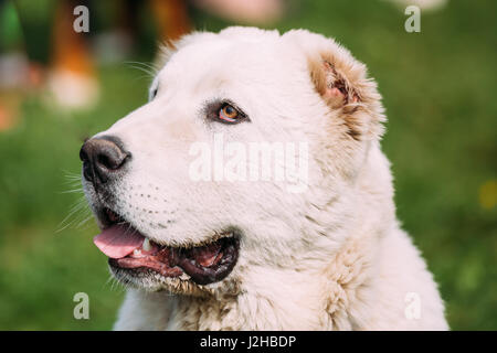 Portrait des zentralen asiatischen Schäferhundes hautnah. Alabay - eine alte Rasse aus den Regionen Zentralasiens. Als Hirten, sowie A zu schützen Stockfoto