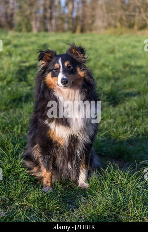 Sheltie setzte sich bei einem Spaziergang Stockfoto