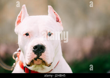 Weißer Hund der Dogo Argentino ist auch bekannt als die Argentinische Dogge eine große, weiße, muskulöser Hund, die In Argentinien in erster Linie dafür entwickelt wurde Stockfoto