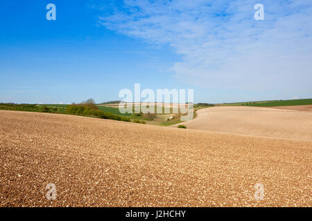 Linien und Muster im neu kultivierten Boden in die malerische Hügellandschaft der Yorkshire Wolds bei blau bewölktem Himmel im Frühling Stockfoto