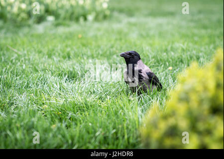 Mit Kapuze Krähe (Corvus Cornix) zu Fuß auf dem Rasen in einem park Stockfoto