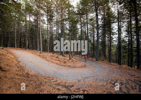 Mann zu Fuß in den Wald im Herbst im Troodos-Gebirge, Zypern Stockfoto